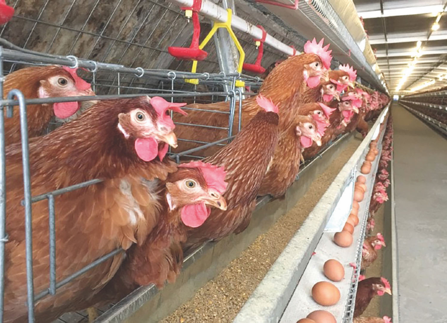 ERAM (U) Ltd, a pillar of Uganda’s livestock sector