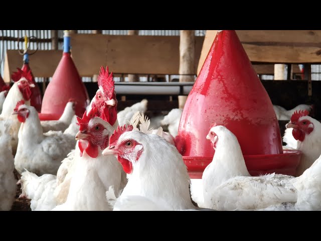 Poultry Health